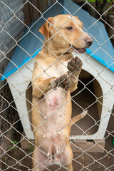 Stay dog shelter, homeless dog, abandoned looking for adoptions