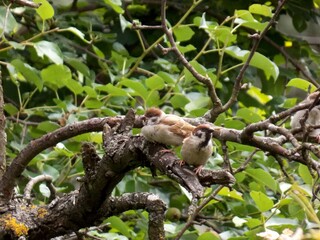 small sparrows on a dry branch
