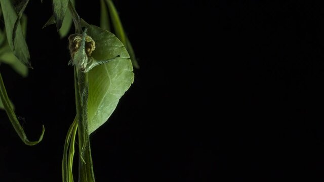 la trasformazione di una larva in crisalide, bruco di apatura iris si trasforma in crisalide