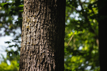 Obraz premium tree trunk texture in green forest