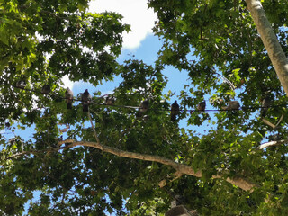 Pigeons resting on a stream in a sunny day with trees in the background