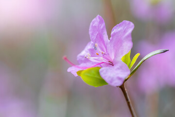 Flowering pink almonds close up