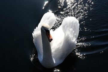 Schwan-unendlich wundervoll und weiss