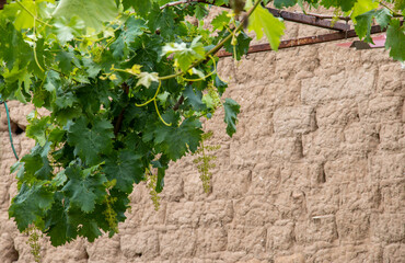 vine leaves and tree, apricot leaves and sky