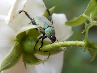 green beetle on a white rose