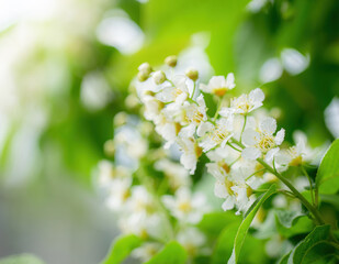 Branch of flowering bird cherry in white flowers