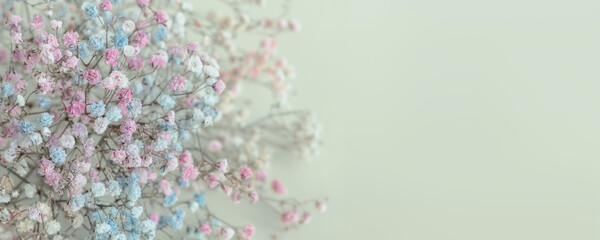 Pastel color background with multi-colored gypsophila (baby's breath flowers)