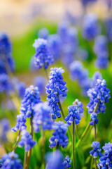 Spring Flower blue muscari close-up
