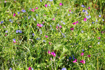 flowers in the field