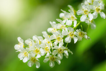 Branch of flowering bird cherry in white flowers