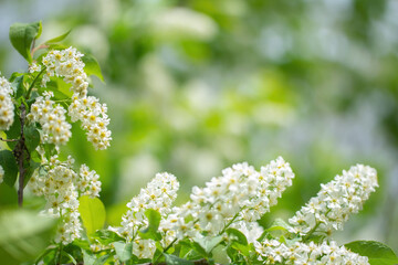 Fototapeta premium Branch of flowering bird cherry in white flowers