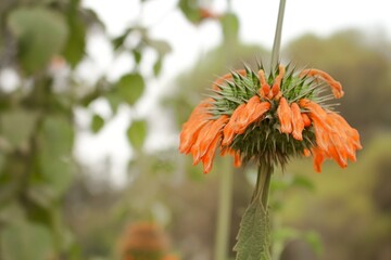 orange flower in the garden