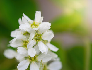 Branch of a tree with white flowers