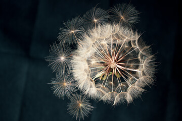 Fototapeta premium Pissenlit