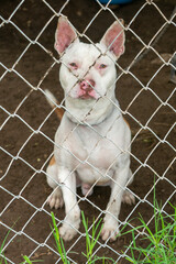 Stay dog shelter, homeless dog, abandoned looking for adoptions