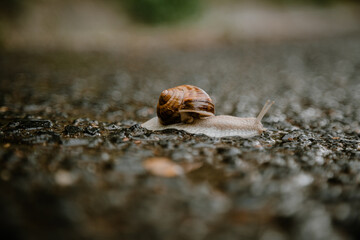 Snail crossing the street.