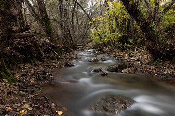 Obraz premium River running through a forest.