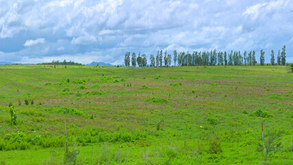 Green pasture on the flat hills under the blue sky and clouds.