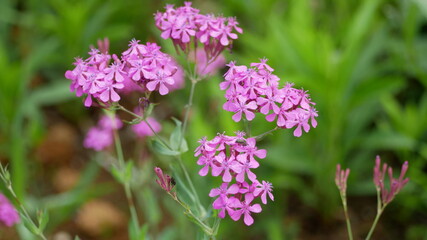 小さなピンク色の花たち
