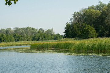 Calm river, lush trees and green water plants on a sunny day. River Vorskla, Ukraine. Summer beautiful background