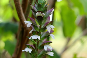 white and green flowers in the garden