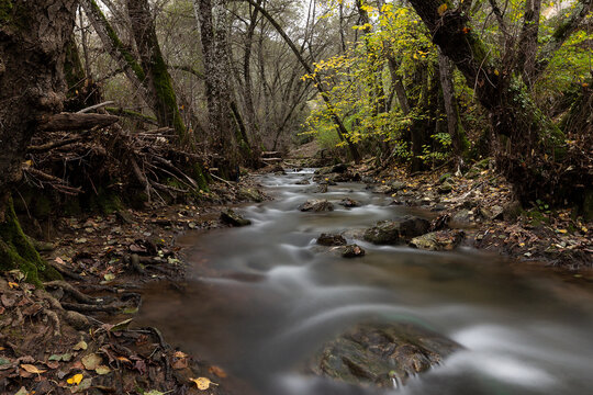 River running through a forest.