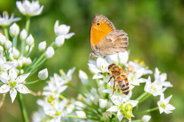 Honey bee Apis mellifera pollinating white flower on the background of a butterfly Coenonympha pamphilus close up macro on green blurred background