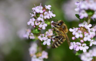 Close-up of a honeybee collecting pollen from a flowering marjoram plant in May