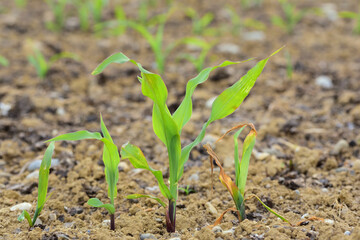 Close-up of young small corn plants growing on the arid earth