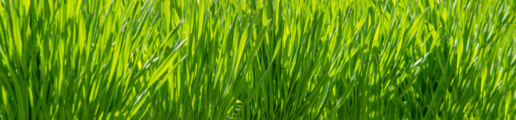 Fototapeta na wymiar green meadow grass. nature background macro. summer season. purity freshness nature. banner. copy space. template for design
