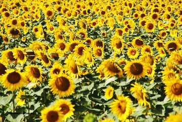 champ de tournesol