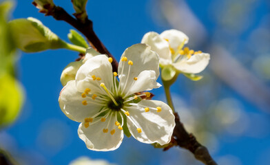 White plum blossom against a blue sky close up selective focus