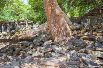 Beng Mealea temple ruins and banyan tree, the Angkor Wat style located east of the main group of temples at Angkor, Siem Reap, Cambodia.