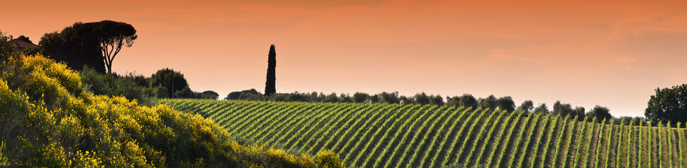 Fototapeta na wymiar Rows of beautiful green vineyards in Chianti region near Mercatale val di Pesa at sunset. Tuscany, Italy.
