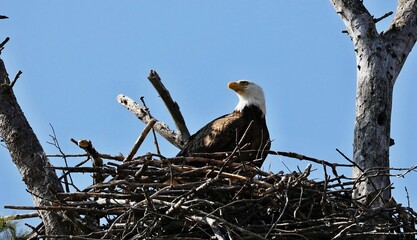 The bald eagle was chosen June 20, 1782 as the emblem of the United States of America, because of its long life, great strength and majestic looks, and also because it to exist only on this continent.