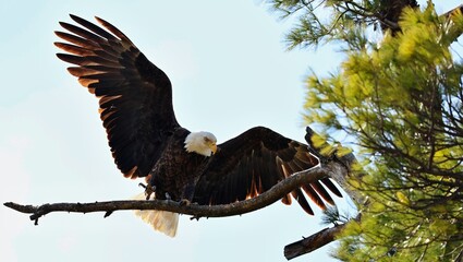 The bald eagle was chosen June 20, 1782 as the emblem of the United States of America, because of its long life, great strength and majestic looks, and also because it to exist only on this continent.