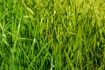 Young green grass in a meadow in summer close up selective focus