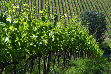 Fototapeta na wymiar Spring season, young green vineyards in Chianti region near Greve in Chianti, Florence. Italy