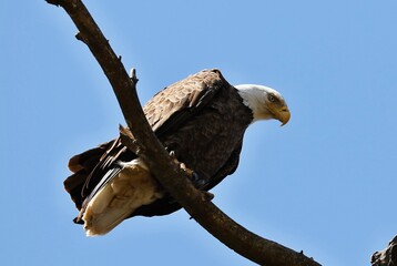 The bald eagle was chosen June 20, 1782 as the emblem of the United States of America, because of its long life, great strength and majestic looks, and also because it to exist only on this continent.