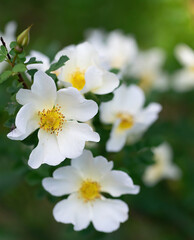 White rose flower on a blur background.