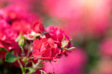 Red rose flower close up in garden.