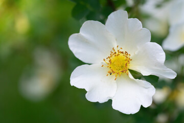 White rose flower on a blur background.