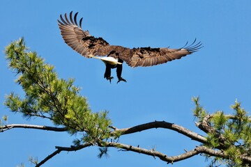 The bald eagle was chosen June 20, 1782 as the emblem of the United States of America, because of its long life, great strength and majestic looks, and also because it to exist only on this continent.