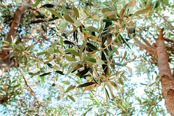 olive tree leaves and branches
