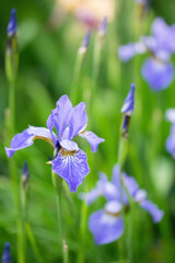 Blooming violet iris on a summer day outdoors