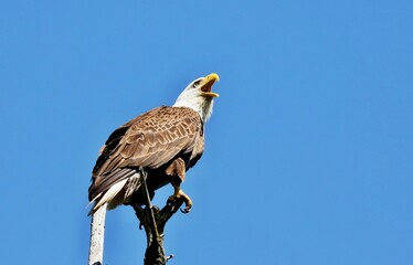 The bald eagle was chosen June 20, 1782 as the emblem of the United States of America, because of its long life, great strength and majestic looks, and also because it to exist only on this continent.