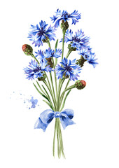 Bouquet of blue flowers cornflower with a ribbon. Hand drawn watercolor illustration, isolated on white background