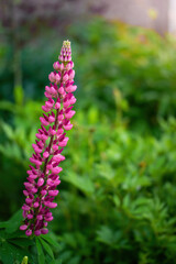 Lupine flower close-up in the garden