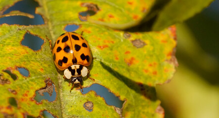 Close up of a ladybug on leaf