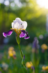 Blooming violet iris on a summer day outdoors